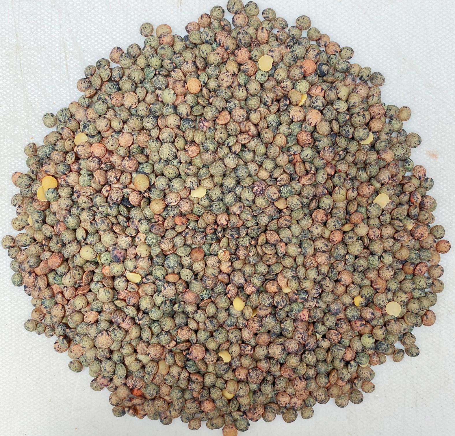 Organic French Lentils